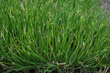 Çiftlik arazilerinde (Allium ascalonicum) yeşil soğan büyümesi, sebze bahçesi çiftliği. Bahçedeki bir yatakta yeşil arpacık soğanları dizeleri yetişir. yiyecek arka planı.