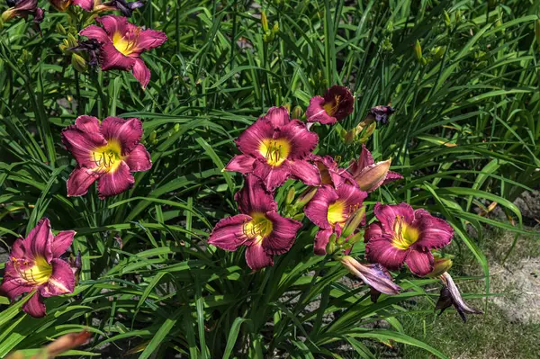 burgundy flowers of purple daylily Daring Deception close-up in the garden. Natural natural background of flowers.