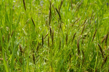 Anthoxanthum odoratum Poaceae aile bitkisi ilkbaharda. Dikenli çiçekler yabani çayır bitkileri. Tatlı bahar otları (Anthoxanthum odoratum) ve saman çayırında yaygın eğilmiş (Agrostis capillaris)