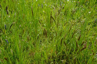 Anthoxanthum odoratum Poaceae aile bitkisi ilkbaharda. Dikenli çiçekler yabani çayır bitkileri. Tatlı bahar otları (Anthoxanthum odoratum) ve saman çayırında yaygın eğilmiş (Agrostis capillaris)