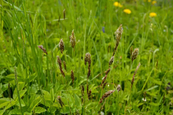 Anthoxanthum odoratum Poaceae family plant in spring .Spikelet flowers wild meadow plants. Sweet vernal grass (Anthoxanthum odoratum) and common bent (Agrostis capillaris) in a hay meadow
