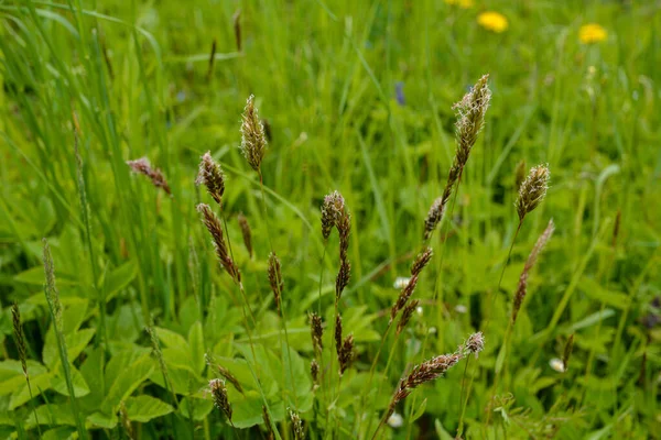 Anthoxanthum odoratum Poaceae family plant in spring .Spikelet flowers wild meadow plants. Sweet vernal grass (Anthoxanthum odoratum) and common bent (Agrostis capillaris) in a hay meadow
