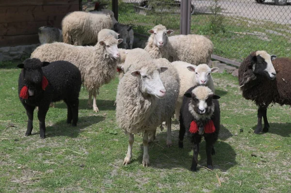Sheep on pasture.Carpathian sheep with bells and red bows in a sheepfold.Flock of sheeps grazing in green farm.