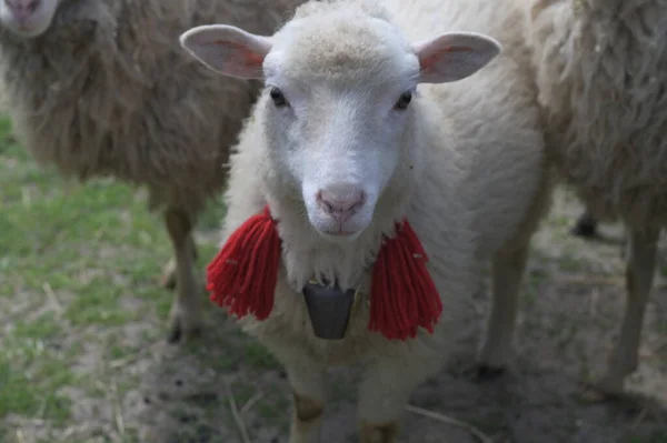 Bolsa para labores ovejas tricotando
