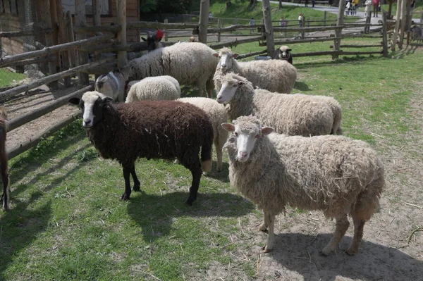 Sheep on pasture.Carpathian sheep with bells and red bows in a sheepfold.Flock of sheeps grazing in green farm.