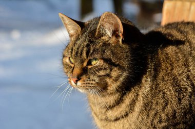 Güneşli bir kış gününde gri bir tekir kedi karla kaplı basamaklarda oturur. Kedi güneşte güneşleniyor. Bir kedi kışın güneşlenir..