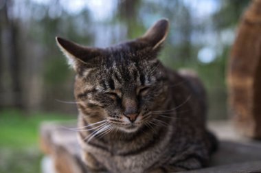 Evde dinlenen evcil bir kedinin yakın çekimi. Aktif bir evcil kedi, evcil hayvan konsepti olan açık hava yaşam tarzını yönetiyor..