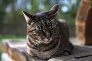 Evde dinlenen evcil bir kedinin yakın çekimi. Aktif bir evcil kedi, evcil hayvan konsepti olan açık hava yaşam tarzını yönetiyor..