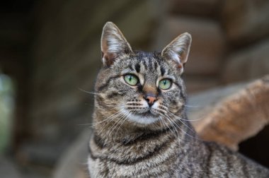 Evde dinlenen evcil bir kedinin yakın çekimi. Aktif bir evcil kedi, evcil hayvan konsepti olan açık hava yaşam tarzını yönetiyor..