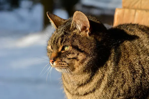 A gray tabby cat sits on snow-covered steps on a sunny winter day outdoors. The cat is basking in the sun.A cat basks in the sun in winter.