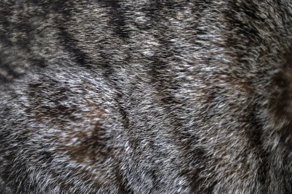 Close-up of cat\'s fur texture.the concept of tamed pets.