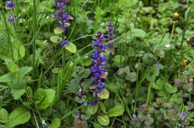 Baharda Ajuga Reptans Atropurpurea 'nın mavi çiçeklerinin yakın çekimi. Mavi borazan (Ajuga reptans) çiçek marangozunun bitkileri her daim yeşildir.