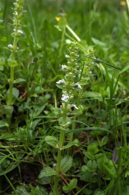 Beyaz borazan (Ajuga sürüngenleri) Alba Mayısta bir bahçede çiçek açar. Bugleweed ajuga sürüngenleri çiçek açar. Doğada çiçek renginde değişiklikler olur..