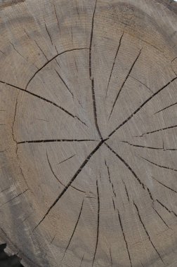 Ağaç halkası deseni ve çatlakları olan büyük dairesel ahşap kesiti. Doğadan ayrıntılı organik yüzey.