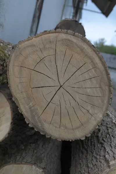 Large circular piece of wood cross section with tree ring texture pattern and cracks . Detailed organic surface from nature.