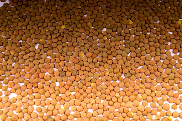 Olgun turuncu mercimekler masaya saçıldı. Organik mercimeklerin homojen arka planı.