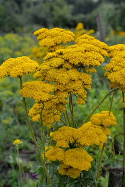 Golden Yellow Yarrow Flowers in Full Bloom in a garden.Closeup of yellow flowers of achillea moonshine yarrow plant with bokeh background.