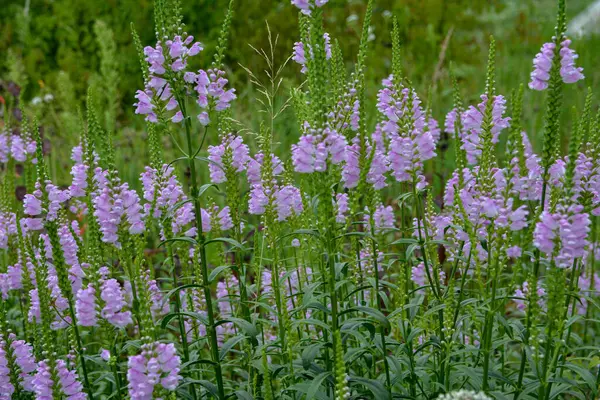 Physostegia virginiana, itaatkar bitki, itaat ya da sahte ejderha kafa. Bu özel tarlaya Physostegia virginiana denir 