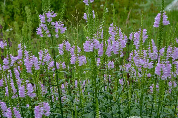 Physostegia virginiana, itaatkar bitki, itaat ya da sahte ejderha kafa. Bu özel tarlaya Physostegia virginiana denir 