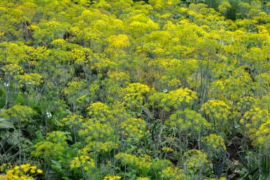 Dill çiftliği. Bahçede çiçek açarken, sabah çiğ damlalarında Dill inflorescences. Tarım sektöründe iyi hasat kavramı.