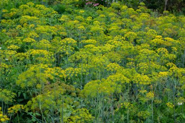 Dill çiftliği. Bahçede çiçek açarken, sabah çiğ damlalarında Dill inflorescences. Tarım sektöründe iyi hasat kavramı.
