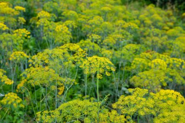 Dill çiftliği. Bahçede çiçek açarken, sabah çiğ damlalarında Dill inflorescences. Tarım sektöründe iyi hasat kavramı.