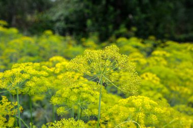 Dill çiftliği. Bahçede çiçek açarken, sabah çiğ damlalarında Dill inflorescences. Tarım sektöründe iyi hasat kavramı.