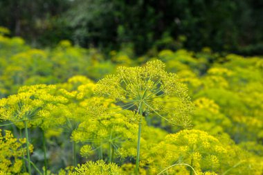 Dill çiftliği. Bahçede çiçek açarken, sabah çiğ damlalarında Dill inflorescences. Tarım sektöründe iyi hasat kavramı.
