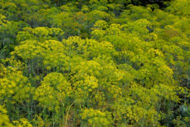 Dill çiftliği. Bahçede çiçek açarken, sabah çiğ damlalarında Dill inflorescences. Tarım sektöründe iyi hasat kavramı.