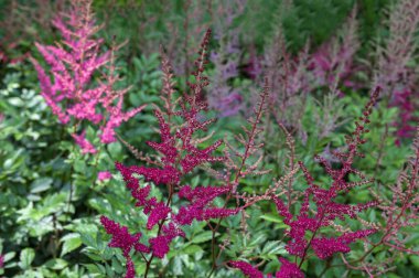 Astilbe bitkisi (ayrıca sahte keçi sakalı ve sahte yumurta olarak da bilinir) bahçede büyüyen pembe tüylü çiçek tüyleriyle