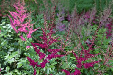 Astilbe bitkisi (ayrıca sahte keçi sakalı ve sahte yumurta olarak da bilinir) bahçede büyüyen pembe tüylü çiçek tüyleriyle