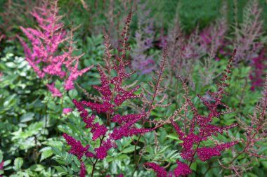 Astilbe bitkisi (ayrıca sahte keçi sakalı ve sahte yumurta olarak da bilinir) bahçede büyüyen pembe tüylü çiçek tüyleriyle