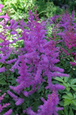 Astilbe bitkisi (ayrıca sahte keçi sakalı ve sahte yumurta olarak da bilinir) bahçede büyüyen pembe tüylü çiçek tüyleriyle