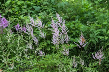 Astilbe bitkisi (ayrıca sahte keçi sakalı ve sahte yumurta olarak da bilinir) bahçede büyüyen pembe tüylü çiçek tüyleriyle