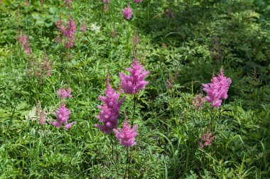 Astilbe bitkisi (ayrıca sahte keçi sakalı ve sahte yumurta olarak da bilinir) bahçede büyüyen pembe tüylü çiçek tüyleriyle