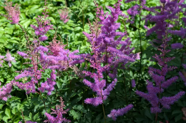 Astilbe plant (also called false goat's beard and false spirea) with pink feathery plumes of flowers growing in the garden