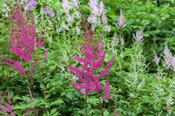 Astilbe plant (also called false goat\'s beard and false spirea) with pink feathery plumes of flowers growing in the garden