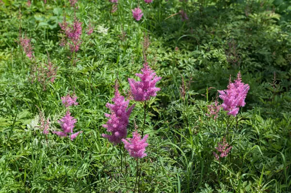 Astilbe plant (also called false goat\'s beard and false spirea) with pink feathery plumes of flowers growing in the garden