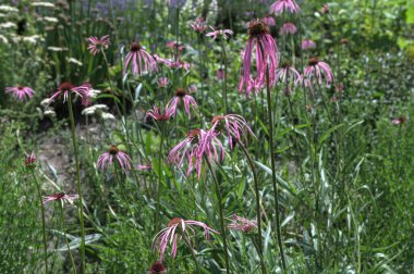 Mor koni çiçeği (Echinacea pallida), ilkbaharda bir bahçede. Echinacea pallida, ya da yaygın olarak bilinen adıyla Pale Purple Coneflower, yaz aylarında çiçek açar..