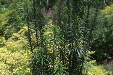 Cephalotaxus Harringtonii Drupacea fastigiata depressa, Japon eriği-yew, Harrington 'un kafatası, veya inek kuyruğu çamı olarak bilinir..