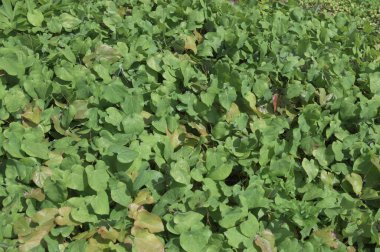 Peri kanatları epimedyumu (Epimedium x versicolor Sulphureum). Epimedium grandiflorum ve Epimedium pinnatum colchicum arasındaki melezlerden biri..