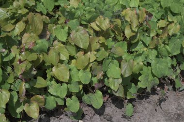 Peri kanatları epimedyumu (Epimedium x versicolor Sulphureum). Epimedium grandiflorum ve Epimedium pinnatum colchicum arasındaki melezlerden biri..