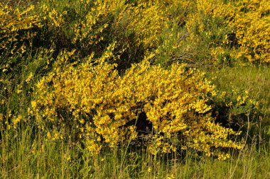 Süpürge çalılığının altın sarısı çiçekleri. Cytisus scoparius veya yaygın süpürge baharda çiçek açar..