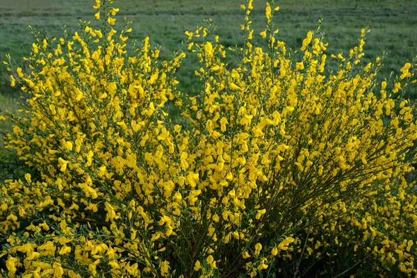 Süpürge çalılığının altın sarısı çiçekleri. Cytisus scoparius veya yaygın süpürge baharda çiçek açar..