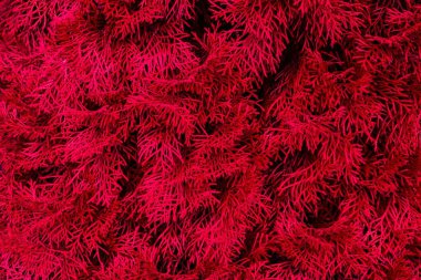 Kırmızı thuja yapraklarının dokulu arka planı. Doğal elementlerin sanatsal tasarımı.