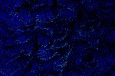 Mavi thuja yapraklarının dokulu arka planı. Doğal elementlerin sanatsal tasarımı.