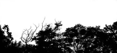 Ukrayna 'nın üzerinde alevli bir gökyüzü ile gün batımı. Gökyüzünde güzel, turuncu bir gün batımı. Ormanın üzerinde bulutlu bir gökyüzü ile renkli, ateşli bir günbatımı. Bulutlar zengin renklerle boyanmış..