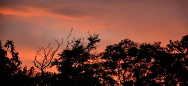 Ukrayna 'nın üzerinde alevli bir gökyüzü ile gün batımı. Gökyüzünde güzel, turuncu bir gün batımı. Ormanın üzerinde bulutlu bir gökyüzü ile renkli, ateşli bir günbatımı. Bulutlar zengin renklerle boyanmış..