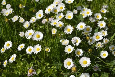 Bellis Perennisi olarak da bilinen güzel, beyaz papatya çiçeklerinin tam kare görüntüsü. Bahçede bir grup güzel papatya çiçeği..
