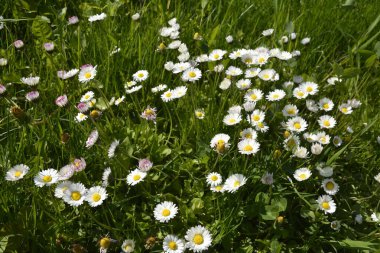 Bellis Perennisi olarak da bilinen güzel, beyaz papatya çiçeklerinin tam kare görüntüsü. Bahçede bir grup güzel papatya çiçeği..